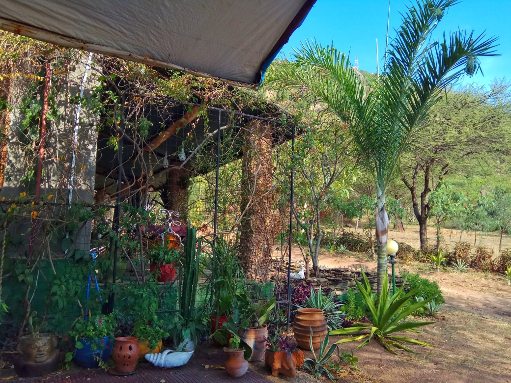 Beautiful greenery in the outdoor seating area at Tembea Mara
